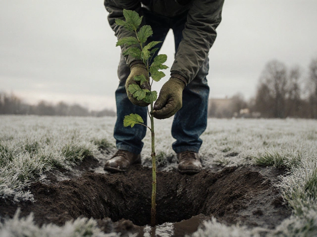 Когда не стоит сажать деревья весной: ошибки, которые могут погубить саженцы