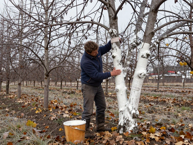 Чем обработать стволы деревьев осенью: лучшие средства и правильная технология