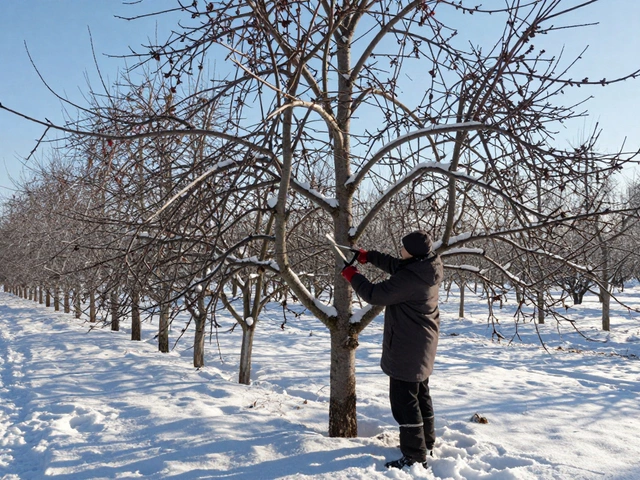 Можно ли обрезать деревья в январе: правила и лучшее время для обрезки плодовых деревьев