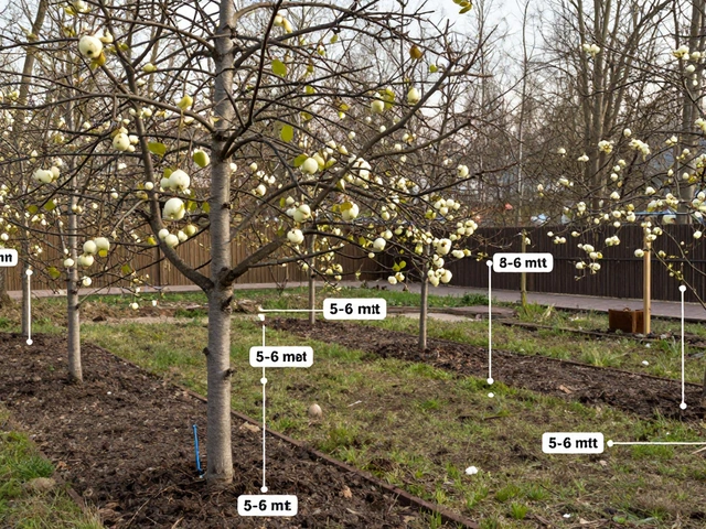 Как близко друг к другу сажать деревья на участке: расстояния для разных видов