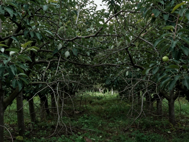 Расстояние при посадке яблонь и вишен: схема и нормы